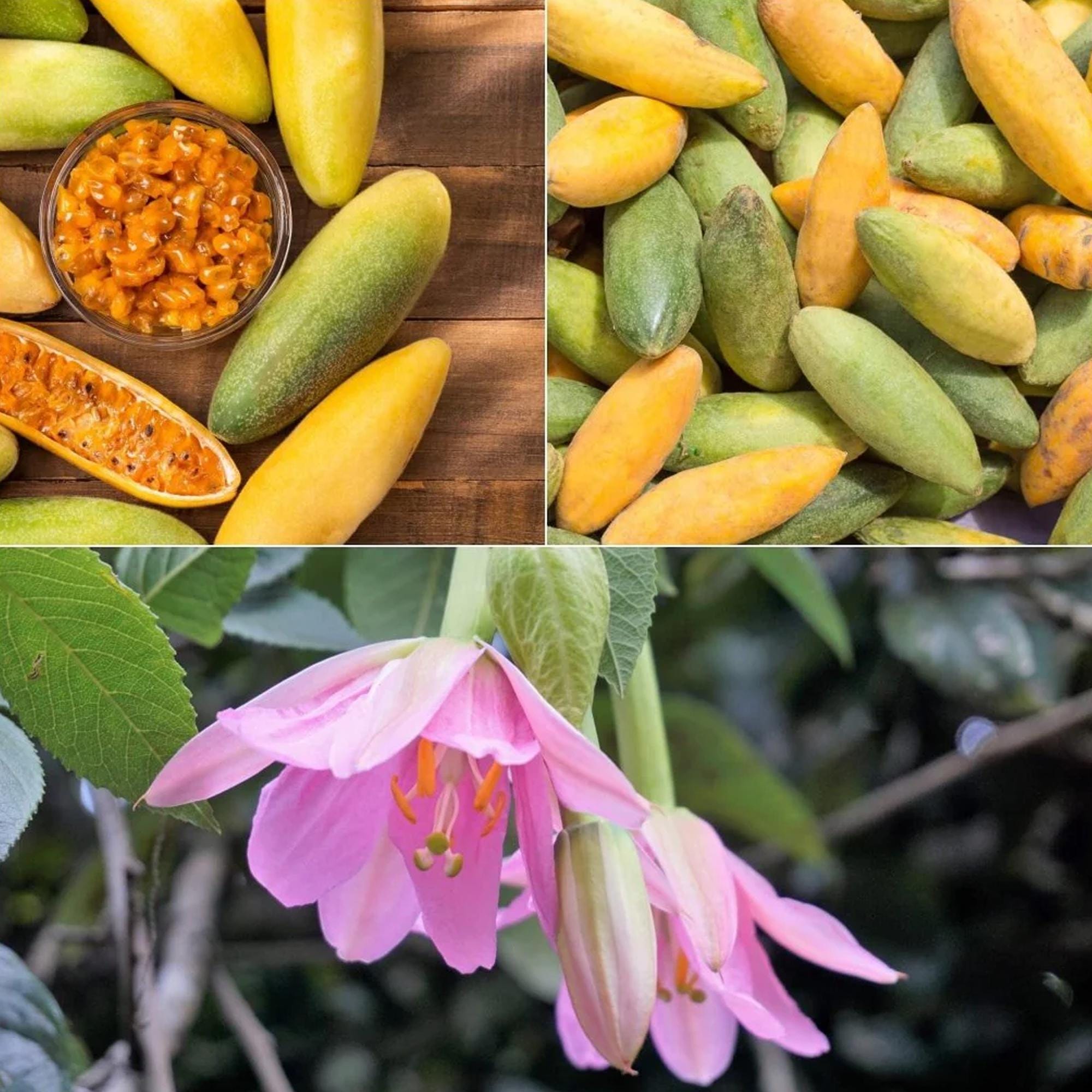 15 Graines Fruit De La Passion Banane - Passiflora Mollissima - Rare - À Cultiver En Pot Ou Jardin - Livraison Rapide