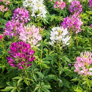 100 Seeds | Mixed Colors Cleome – Spider Flower in Pink, White & Purple, Heirloom Annual, Tall Airy Blooms Pollinator Cottage Garden Charm