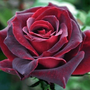 Black Baccara - Etsy