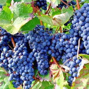 20 Wine Grape Seeds (Vitis vinifera) – Hardy Fast-Growing Fruit Vine – Sweet Juicy Grapes for Wine Making, Juicing & Fresh Eating
