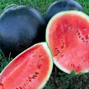May include: A close-up of several watermelons, with two whole and two cut open. The whole watermelons have a dark green rind. The cut watermelons reveal bright red flesh with black seeds and a green rind. The watermelons are on green grass.
