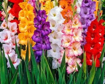 20 Gladiolus Flower Bulbs – Mixed Color Sword Lily Corms – Easy Summer Blooms – Vibrant Perennial Cut Flower Mix – Assorted Garden Beauty