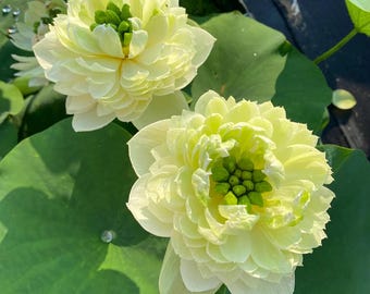 5+ Special Gwendolyn’s Golden Glow Lotus Seeds – Nelumbo nucifera, Sacred Yellow Bloom, Exotic Pond Flower, Aquatic Garden Lotus Plant