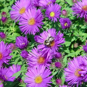1000 New England Aster Seeds – Purple Symphyotrichum novae-angliae, Native Wildflower for Pollinators, Fall Blooms, and Naturalized Meadows