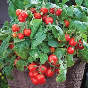 30 Seeds | Tiny Tim Dwarf Cherry Tomato – Compact Patio Variety, Sweet Bite-Sized Fruits, Container Friendly, Early Harvest, Easy to Grow
