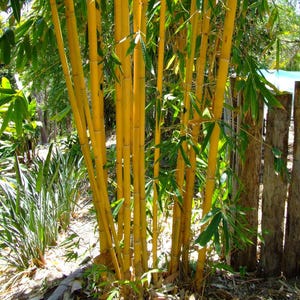 25+ Golden Bamboo Seeds – Yellow Crookstem Bamboo, Fast-Growing Ornamental Grass for Privacy Screens, Landscapes, and Tropical Gardens