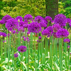 40+ Special Purple Allium Sensation Seeds – Giant Ornamental Globes, Aflatunense Variety with 4–6 Inch Blooms for Spring Gardens