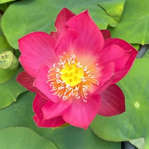 5+ Rare Seeds Tiny Girl Lotus – Micro Lotus Seeds, Indian Lotus (Nelumbo nucifera), Miniature Aquatic Flower, Sacred Pond Plant, Easy Grow