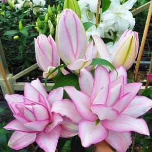 Anouska Rose Lily Flower Bulbs | Double Pink Lily | Pollen-Free | Elegant Perennial Bulb | Summer Bloom | Natural  | Easy to Grow