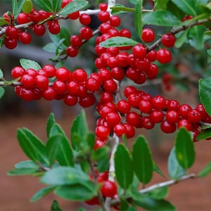 May include: Close-up of a plant branch with clusters of bright red berries. The berries are round and densely packed, contrasting with the green, oval-shaped leaves. The image is well-lit, highlighting the vibrant colors of the natural elements.