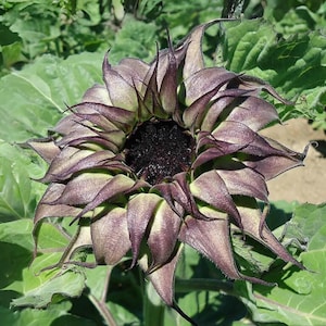 25+ Seeds | Sun-Fill Purple Sunflower – Unique Green-to-Purple Blooms, Bold Heirloom Variety, Pollinator Friendly, Striking Cut Flower