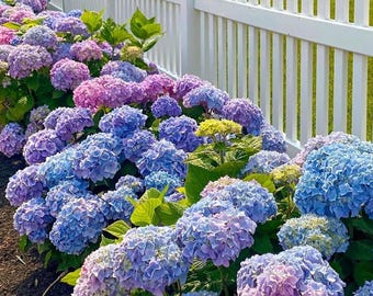 Digital Image of Nantucket Purple Hydrangeas