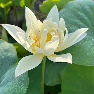 5+ Rare Hope Dwarf Lotus Seeds – Nelumbo nucifera, Small Sacred Bloom, Compact Pond Lotus Exotic Aquatic Flower for Containers Water Gardens