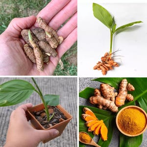 7 Fresh Turmeric Rhizomes – Live Curcuma Longa Roots for Planting, Grow Golden Spice Indoors or Outdoors, Easy Tropical Garden Plant