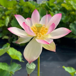 5 Blushing Fairy Lotus Seeds – Rare Nelumbo Nucifera Variety with Soft Pink Petals, Sacred Aquatic Flower for Ponds, Bowls and Water Gardens