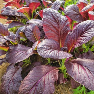 500 Seeds | Red Giant Mustard Seeds, Heirloom Mustard Greens, Fast-Growing Leafy Greens, Spicy Flavor, Natural , Easy Grow Garden Vegetable