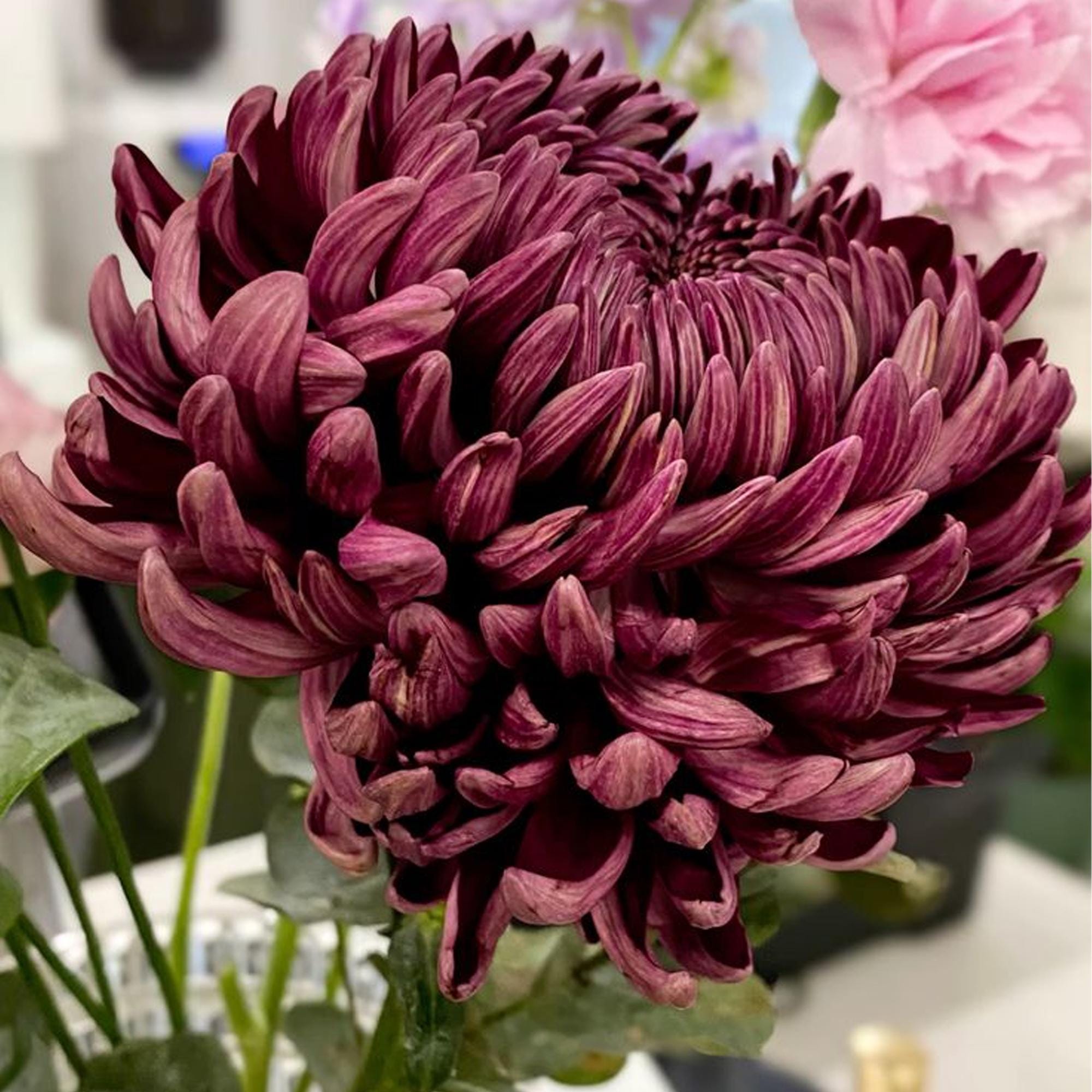 ジャマイカ7” Rising Son Everyone Should Have A  none New Flower /00050 Rising Son – Everyone Should Have A Home | Releases | Discogs