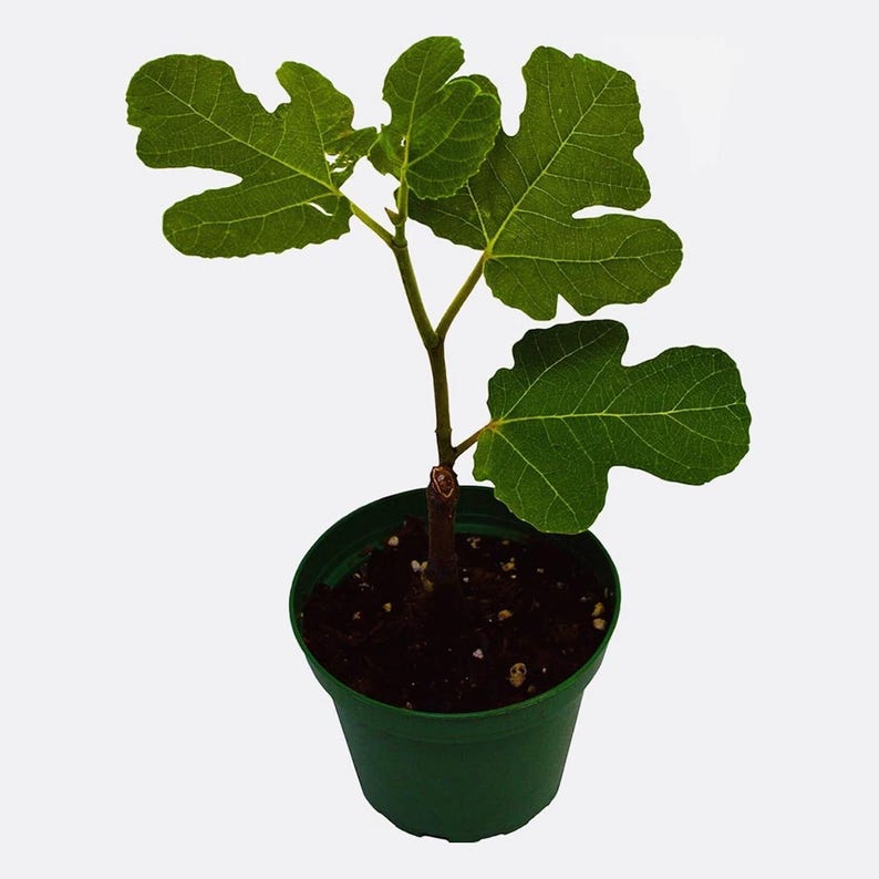 Fig Ree Sapling Hardy Chicago Fig Tree Live Plant 3 Inch Pot Fruit Tree Garden Plant - Etsy