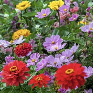 May include: A vibrant field of colorful flowers in full bloom. The image showcases a variety of blossoms, including red zinnias, yellow and purple cosmos, and other wildflowers. The flowers are surrounded by green foliage, creating a lively and natural scene.