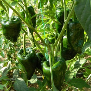 35 Poblano Pepper Seeds – Mild Chili Pepper with Rich Flavor, Great for Roasting and Stuffing, Productive Garden Variety, Easy to Grow