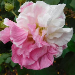 May include: A close-up of a flower with layered petals in shades of pink and white. The flower's center is a soft yellow, and the petals have a delicate, ruffled texture. Green leaves and buds are visible in the background.