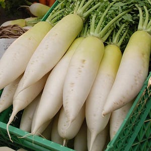 Radish Seeds | Fast-Growing Crisp Mild Root Vegetable, Easy Cool Season Crop for Garden Beds, Pots, Raised Beds & Succession Planting