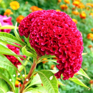 150 Giant Magenta Celosia Seeds – Heirloom Cockscomb Variety with Vibrant Plumes, Drought Tolerant Annual for Bold Summer Color Cut Flowers