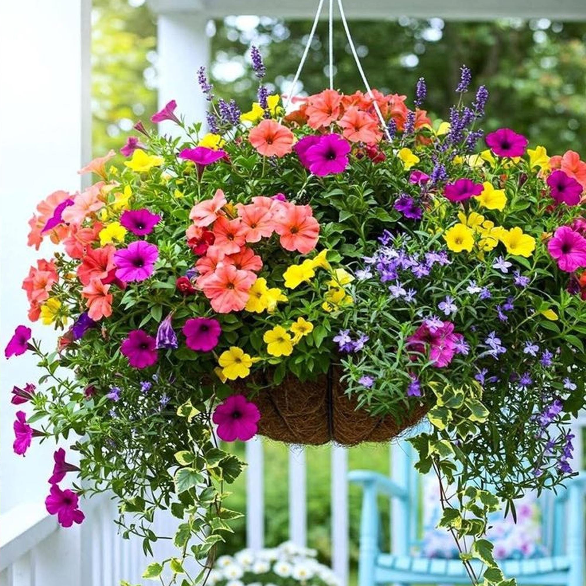 500+ Mixed Color Petunia Seeds - Perennial Double/Grandiflora Flowers