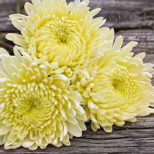 200+ Vanilla Haze Mum Chrysanthemum Seeds | Soft Creamy White Hardy Garden Mums, Long-Blooming Perennial Flowers for Borders Pots Fall Color