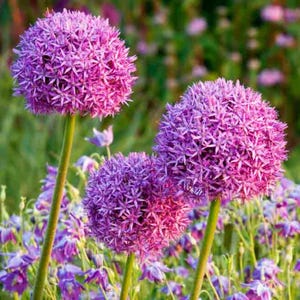 20+ Rare Huge Purple Allium Sensation Seeds – Giant Softball Blooms – Aflatunense – Perennial – Spring Bulb Flower – Easy to Grow – Non-GMO