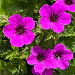 100+ Geranium Dragonheart Seeds | Rare Deep Magenta Hardy Geranium, Long-Blooming Perennial Flower for Borders, Containers & Cottage Gardens