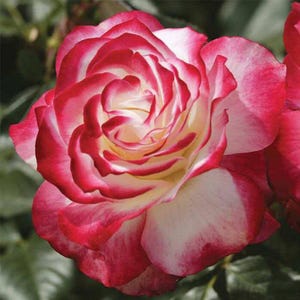 30 Seeds| Cherry Parfait Rose Seeds, Bicolor Red White Bloom, Fragrant Floribunda Rose, Perennial Garden Beauty, Gifts for Rose Lovers