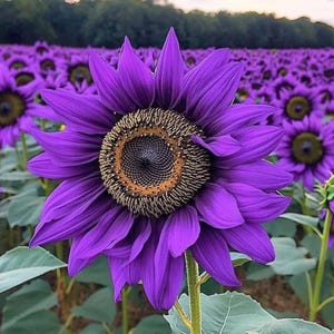 May include: A close-up of a vibrant purple sunflower with a dark center and a ring of yellow-brown seeds. The petals are a deep shade of purple. The background shows a field of purple sunflowers and green foliage.
