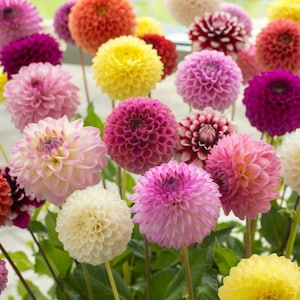 40+ Seeds | Pompon Dahlia Mix Seeds – Round Blooms in Assorted Colors – Perennial Cut Flower Compact & Cheerful Summer Garden Favorite #D034