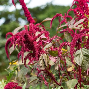 1500 Opopoep Red Amaranth Seeds – Edible Leaves & Grains, Vibrant Microgreens, Natural  Amaranthus for Salads, Stir-Fries Ornamental Gardens