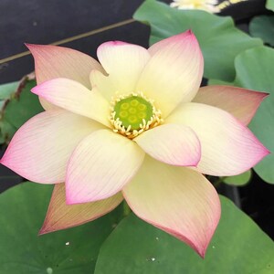 5+ Rare Seeds Sunrise Brocade Lotus – Indian Lotus (Nelumbo nucifera), Multicolor Blooming Aquatic Flower, Sacred Pond Plant, Fragrant Seeds