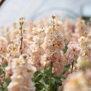 25 Column Stock Apricot Seeds – Fragrant Heirloom Blooms – Elegant Upright Flowers – Cut Flower Favorite – Spring Annual – Natural
