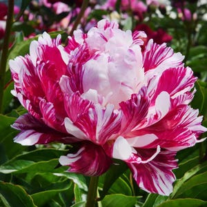 May include: A close-up of a vibrant peony flower with layers of petals. The petals display a striking pattern of deep pink and white stripes, creating a visually appealing contrast. The flower is surrounded by green foliage.