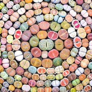 May include: A close-up view of a collection of colorful living stones, also known as Lithops. The stones display a variety of colors, including green, orange, red, and white. The succulent plants have a split appearance.