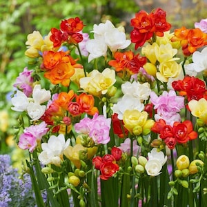 May include: A vibrant collection of freesia flowers in full bloom. The image showcases a variety of colors, including red, orange, yellow, white, and pink. The flowers are clustered together, creating a lush and colorful display of nature's beauty.