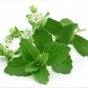 400+ Stevia Rebaudiana Seeds (0.5g) – Natural Natural Sweetener Plant, Sugar Substitute Herb for Gardens, Pots, and Herbal Teas