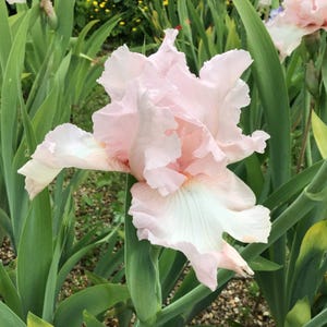 May include: A close-up of a light pink iris flower with ruffled petals and a white base. The flower is surrounded by green leaves and stems, with other flowers in the background. The iris is in full bloom, showcasing its delicate texture and color.