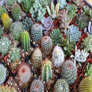 25+ Mixed Cactus Seeds | Special Desert Succulent Mix, Easy Drought-Tolerant Plants, Indoor or Outdoor Unique Collection