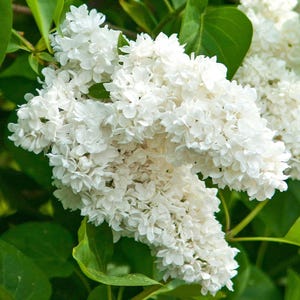 25 White Lilac Seeds – Fragrant Syringa vulgaris Variety with Elegant White Blooms, Hardy Flowering Shrub for Spring Hedges Cottage Gardens