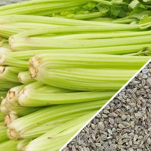 150 Tall Utah Celery Seeds | Crisp Heirloom Vegetable, Classic Green Stalks, Cool Weather Crop, Garden Favorite, Natural , Easy Grow