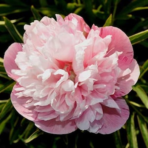 May include: A close-up of a fully bloomed peony flower. The flower has layers of soft pink and white petals. The outer petals are a deeper pink, while the inner petals are a lighter shade of pink and white. Green leaves are visible in the background.
