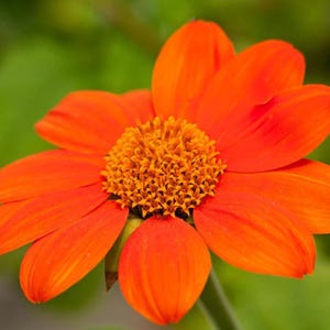 25 Seeds – Mexican Torch Sunflower – Tall Bright Orange Blooms – Heirloom Annual – Pollinator Friendly – Cut Flower Garden Favorite