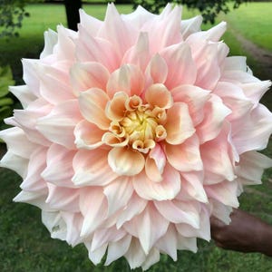 May include: A close-up of a large, fully bloomed dahlia flower. The flower has layers of soft pink petals with white edges, transitioning to a peach and yellow center. The flower is held against a backdrop of green grass and trees.