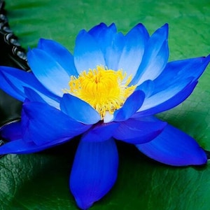 5 Bright Blue Lotus Seeds – Nelumbo nucifera – Aquatic Perennial Pond Flower – Rare Water Garden Bloom Plant