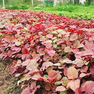 May include: A vibrant field of leafy plants with a mix of red, pink, and green foliage. The plants are densely packed, creating a textured appearance. The image captures a close-up view of the plants, highlighting their various colors and shapes.